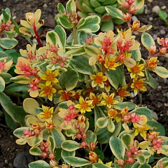 Очиток камчатский "Вариегатум" (Variegatum)